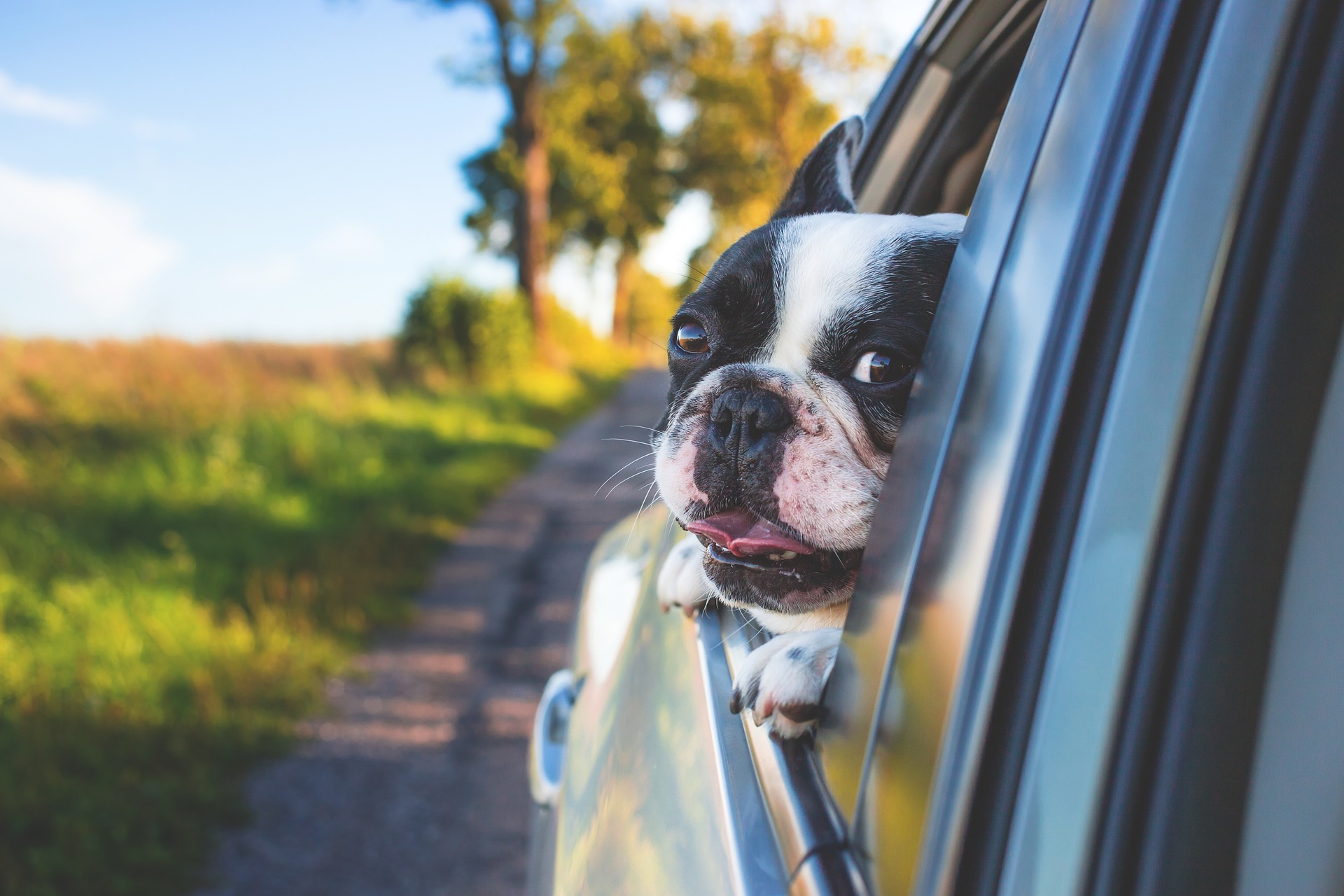 Hund schaut aus dem Autofenster während der Fahrt